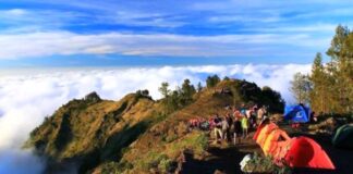 Taman Safari Indonesia Invites Indian Travelers on a Wildlife Conservation Journey